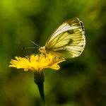 wei0ling, nature, butterfly