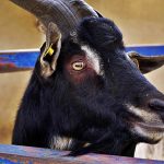 goat, libertad0, isolated