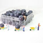 blueberries, transport, miniature figures